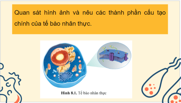 Giáo án điện tử Sinh 10 Cánh diều Bài 8: Cấu trúc của tế bào nhân thực | PPT Sinh học 10