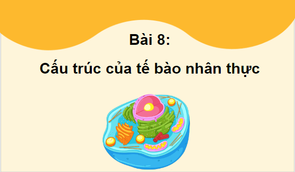 Giáo án điện tử Sinh 10 Cánh diều Bài 8: Cấu trúc của tế bào nhân thực | PPT Sinh học 10