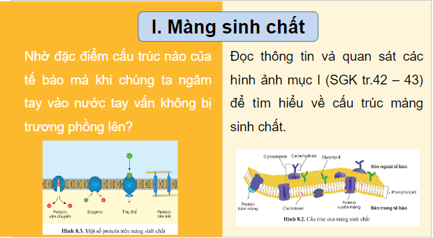 Giáo án điện tử Sinh 10 Cánh diều Bài 8: Cấu trúc của tế bào nhân thực | PPT Sinh học 10