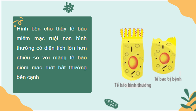 Giáo án điện tử Sinh 10 Kết nối tri thức Bài 8: Tế bào nhân thực | PPT Sinh học 10