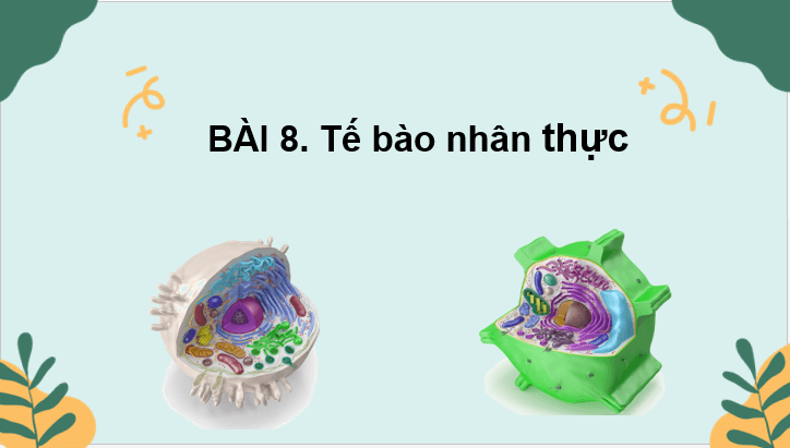 Giáo án điện tử Sinh 10 Kết nối tri thức Bài 8: Tế bào nhân thực | PPT Sinh học 10