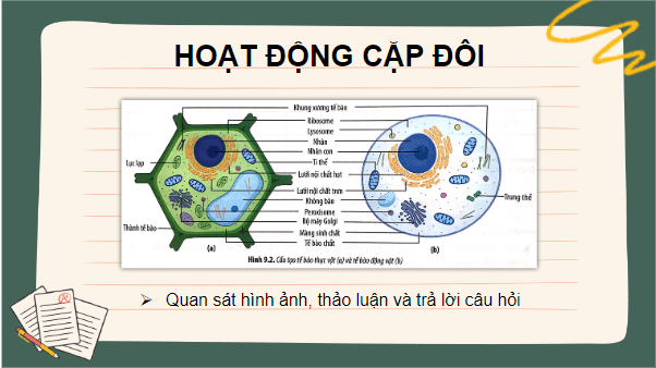 Giáo án điện tử Sinh 10 Chân trời sáng tạo Bài 9: Tế bào nhân thực | PPT Sinh học 10