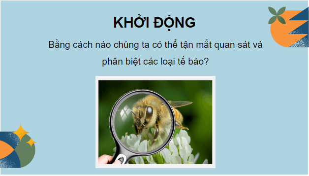 Giáo án điện tử Sinh 10 Kết nối tri thức Bài 9: Thực hành quan sát tế bào | PPT Sinh học 10