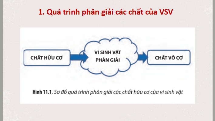 Giáo án điện tử Chuyên đề Sinh 10 Chân trời sáng tạo Bài 11: Vi sinh vật trong phân hủy các hợp chất | PPT Chuyên đề Sinh học 10