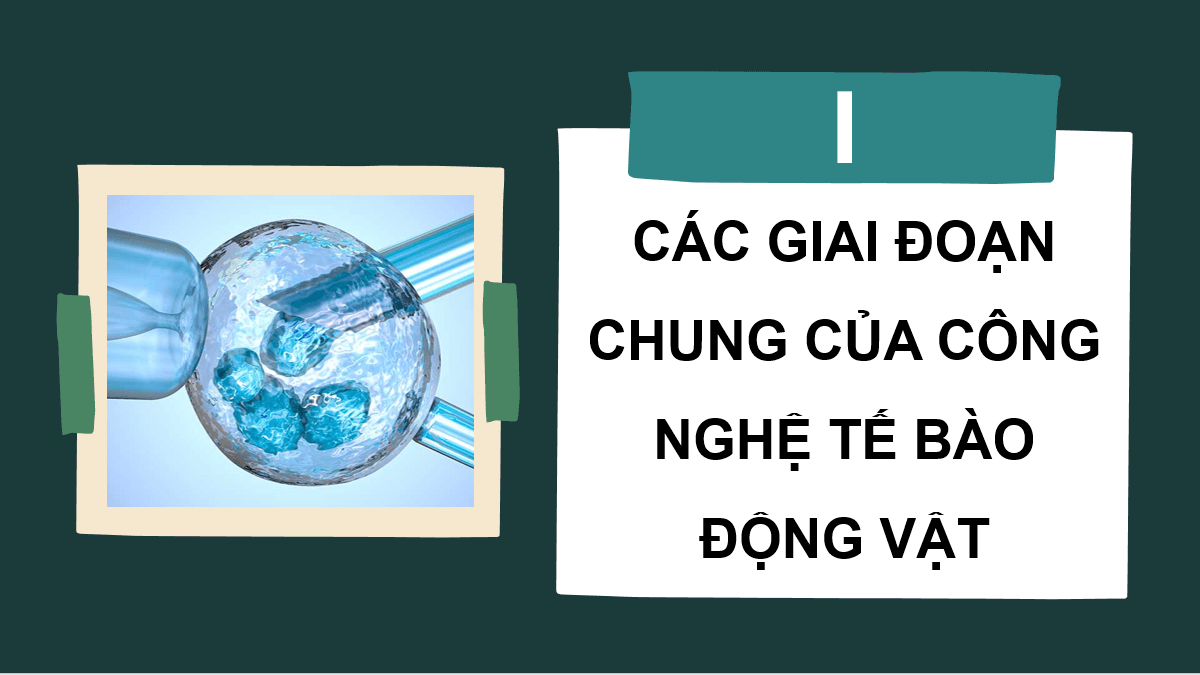Giáo án điện tử Chuyên đề Sinh 10 Kết nối tri thức Giáo án điện tử Bài 3: Công nghệ tế bào động vật và thành tựu | PPT Chuyên đề Sinh học 10