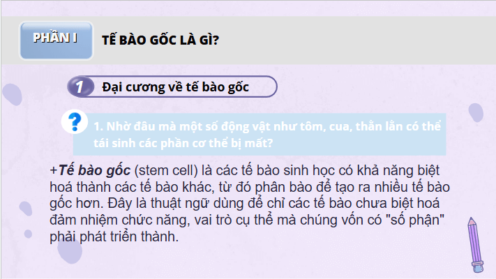 Giáo án điện tử Chuyên đề Sinh 10 Chân trời sáng tạo Bài 4: Tế bào gốc và công nghệ tế bào gốc | PPT Chuyên đề Sinh học 10