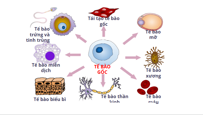 Giáo án điện tử Chuyên đề Sinh 10 Chân trời sáng tạo Bài 4: Tế bào gốc và công nghệ tế bào gốc | PPT Chuyên đề Sinh học 10