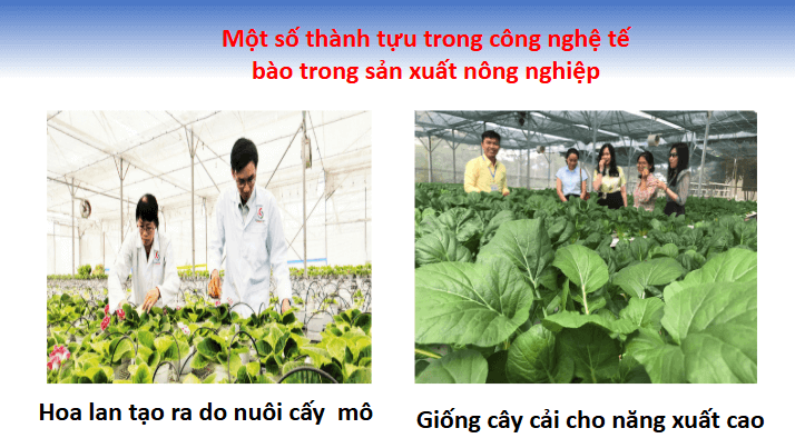 Giáo án điện tử Chuyên đề Sinh 10 Chân trời sáng tạo Bài 5: Dự án: Tìm hiểu về một số thành tựu của công nghệ tế bào | PPT Chuyên đề Sinh học 10
