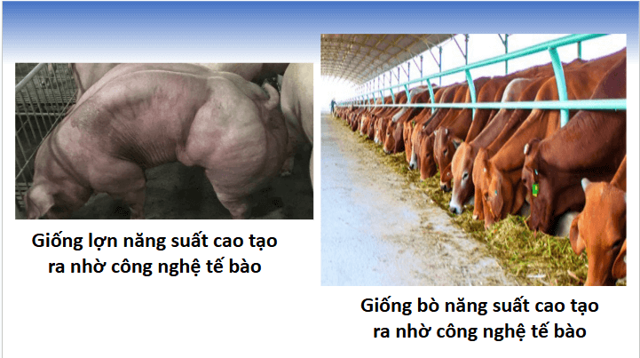 Giáo án điện tử Chuyên đề Sinh 10 Chân trời sáng tạo Bài 5: Dự án: Tìm hiểu về một số thành tựu của công nghệ tế bào | PPT Chuyên đề Sinh học 10