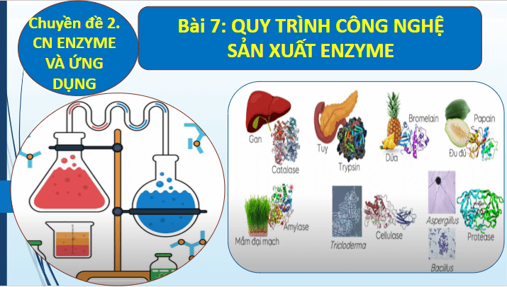 Giáo án điện tử Chuyên đề Sinh 10 Chân trời sáng tạo Bài 7: Quy trình công nghệ sản xuất enzyme | PPT Chuyên đề Sinh học 10