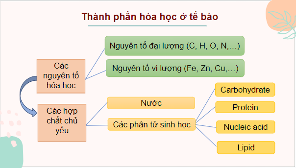 Giáo án điện tử Sinh 10 Cánh diều Ôn tập Phần 2 (trang 101) | PPT Sinh học 10