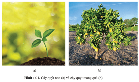 Giáo án Sinh học 11 Cánh diều Bài 16: Sinh trưởng và phát triển ở thực vật (ảnh 1)