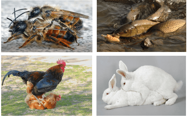 Giáo án Sinh học 11 Cánh diều Bài 22: Sinh sản ở động vật