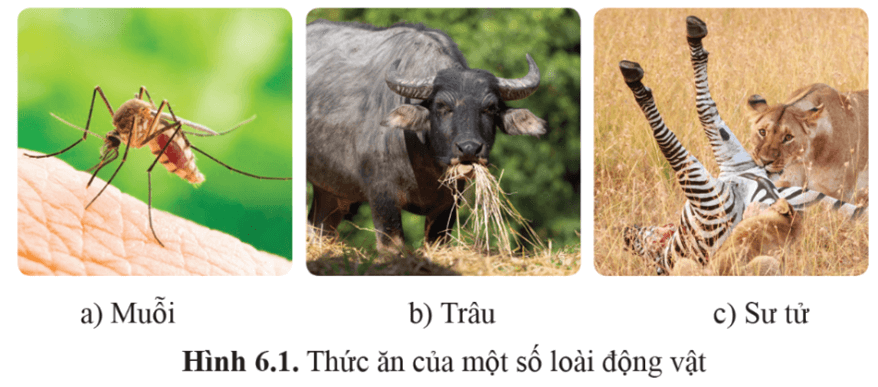 Giáo án Sinh học 11 Cánh diều Bài 6: Dinh dưỡng và tiêu hóa ở động vật (ảnh 3)