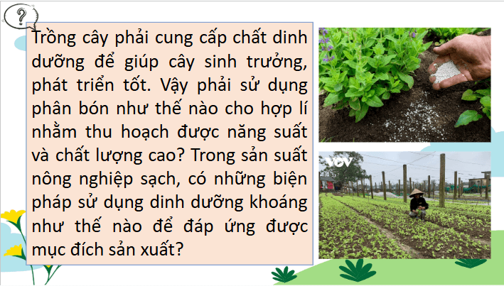 Giáo án điện tử Chuyên đề Sinh 11 Chân trời sáng tạo Bài 2: Biện pháp kĩ thuật sử dụng dinh dưỡng khoáng để tăng năng suất cây trồng và tạo nền nông nghiệp sạch | PPT Chuyên đề Sinh học 11