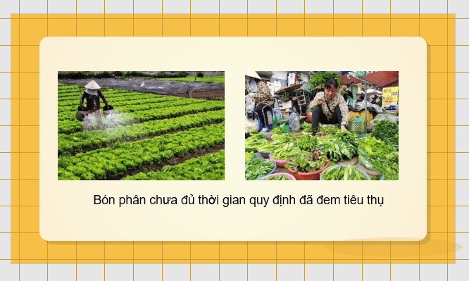 Giáo án điện tử Chuyên đề Sinh 11 Kết nối tri thức Bài 3: Dự án: Điều tra tình hình sử dụng phân bón tại địa phương hoặc thực hành trồng cây với các kĩ thuật bón phân phù hợp | PPT Chuyên đề Sinh học 11