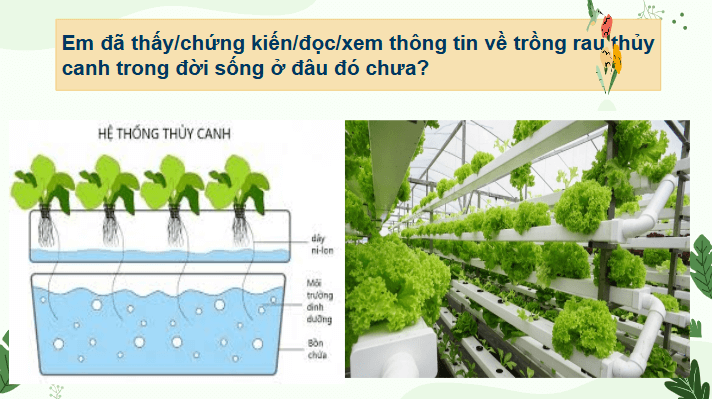 Giáo án điện tử Chuyên đề Sinh 11 Chân trời sáng tạo Bài 3: Thuỷ canh theo hướng phát triển nông nghiệp sạch | PPT Chuyên đề Sinh học 11
