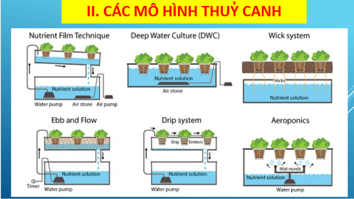 Giáo án điện tử Chuyên đề Sinh 11 Chân trời sáng tạo Bài 3: Thuỷ canh theo hướng phát triển nông nghiệp sạch | PPT Chuyên đề Sinh học 11