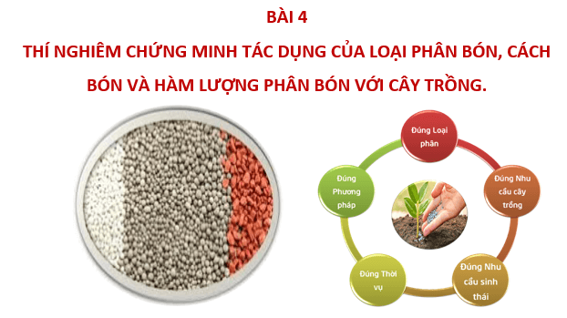 Giáo án điện tử Chuyên đề Sinh 11 Chân trời sáng tạo Bài 4: Thực hành: Chứng minh tác dụng của phân bón đối với sinh trưởng, phát triển và năng suất cây trồng | PPT Chuyên đề Sinh học 11