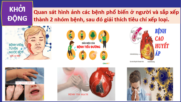 Giáo án điện tử Chuyên đề Sinh 11 Chân trời sáng tạo Bài 6: Một số bệnh dịch phổ biến ở người | PPT Chuyên đề Sinh học 11