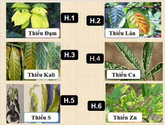 Giáo án điện tử Chuyên đề Sinh 11 Chân trời sáng tạo Ôn tập chuyên đề 1 | PPT Chuyên đề Sinh học 11