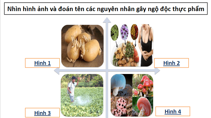 Giáo án điện tử Chuyên đề Sinh 11 Chân trời sáng tạo Ôn tập chuyên đề 3 | PPT Chuyên đề Sinh học 11