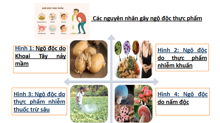 Giáo án điện tử Chuyên đề Sinh 11 Chân trời sáng tạo Ôn tập chuyên đề 3 | PPT Chuyên đề Sinh học 11