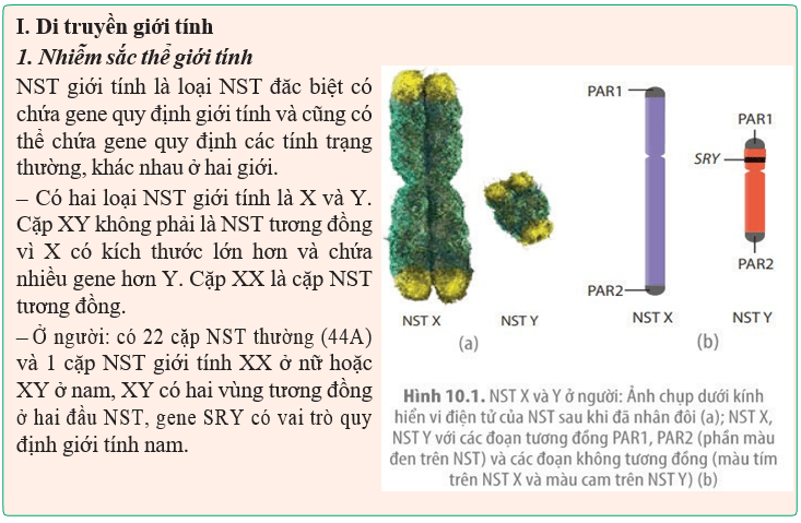 Giáo án Sinh học 12 Kết nối tri thức Bài 10: Di truyền giới tính và di truyền liên kết với giới tính (ảnh 2)