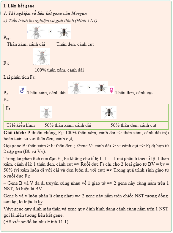 Giáo án Sinh học 12 Kết nối tri thức Bài 11: Liên kết gene và hoán vị gene (ảnh 2)