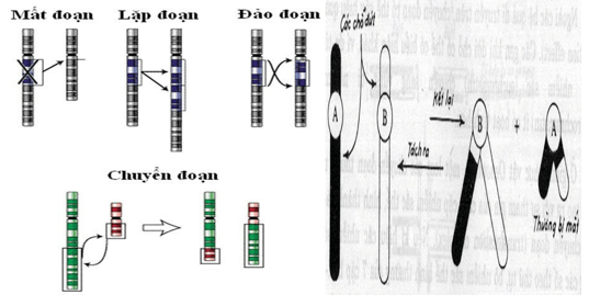 Giáo án Sinh học 12 Kết nối tri thức Bài 12: Đột biến nhiễm sắc thể (ảnh 1)