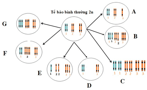 Giáo án Sinh học 12 Kết nối tri thức Bài 12: Đột biến nhiễm sắc thể (ảnh 2)