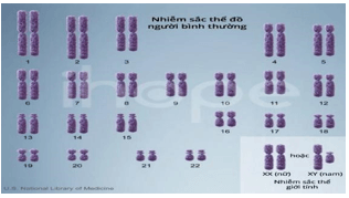 Giáo án Sinh học 12 Kết nối tri thức Bài 14: Thực hành: Quan sát một số dạng đột biến nhiễm sắc thể (ảnh 3)