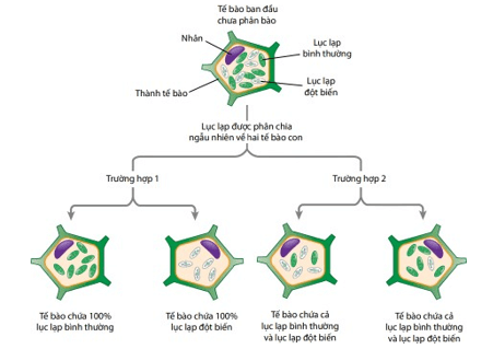 Giáo án Sinh học 12 Kết nối tri thức Bài 15: Di truyền gene ngoài nhân (ảnh 1)