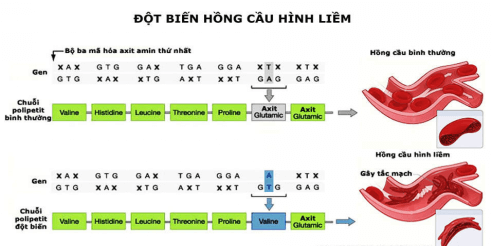 Giáo án Sinh học 12 Cánh diều Bài 4: Đột biến gene