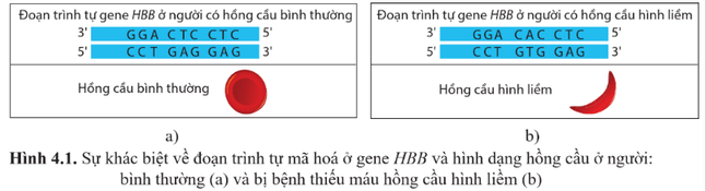 Giáo án Sinh học 12 Cánh diều Bài 4: Đột biến gene