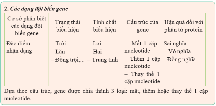 Giáo án Sinh học 12 Kết nối tri thức Bài 4: Đột biến gene (ảnh 3)