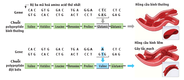 Giáo án Sinh học 12 Kết nối tri thức Bài 4: Đột biến gene (ảnh 4)