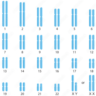 Giáo án Sinh học 12 Cánh diều Bài 6: Đột biến nhiễm sắc thể