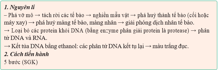 Giáo án Sinh học 12 Kết nối tri thức Bài 6: Thực hành: Tách chiết DNA (ảnh 1)