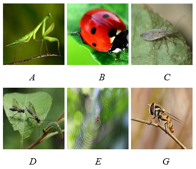 Giáo án Chuyên đề Sinh học 12 Kết nối tri thức Bài 5: Khái niệm, cơ sở khoa học và vai trò của kiểm soát sinh học