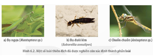 Giáo án Chuyên đề Sinh học 12 Kết nối tri thức Bài 6: Biện pháp kiểm soát sinh học