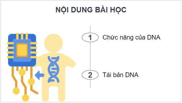 Giáo án điện tử Sinh 12 Kết nối tri thức Bài 1: DNA và cơ chế tái bản DNA | PPT Sinh học 12