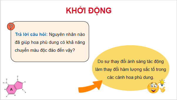 Giáo án điện tử Sinh 12 Chân trời sáng tạo Bài 10: Mối quan hệ giữa kiểu gene - kiểu hình - môi trường | PPT Sinh học 12