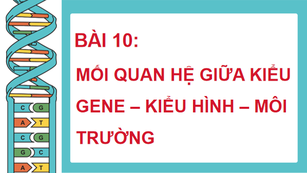 Giáo án điện tử Sinh 12 Chân trời sáng tạo Bài 10: Mối quan hệ giữa kiểu gene - kiểu hình - môi trường | PPT Sinh học 12