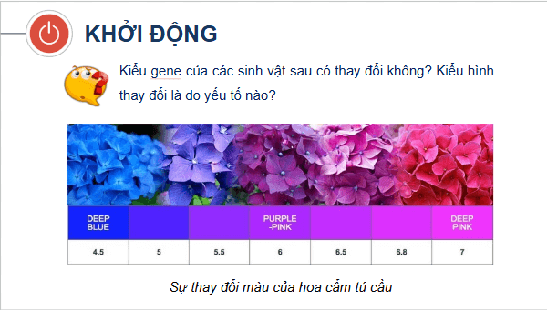 Giáo án điện tử Sinh 12 Cánh diều Bài 10: Mối quan hệ giữa kiểu gene, môi trường và kiểu hình | PPT Sinh học 12
