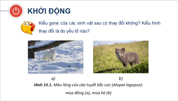 Giáo án điện tử Sinh 12 Cánh diều Bài 10: Mối quan hệ giữa kiểu gene, môi trường và kiểu hình | PPT Sinh học 12