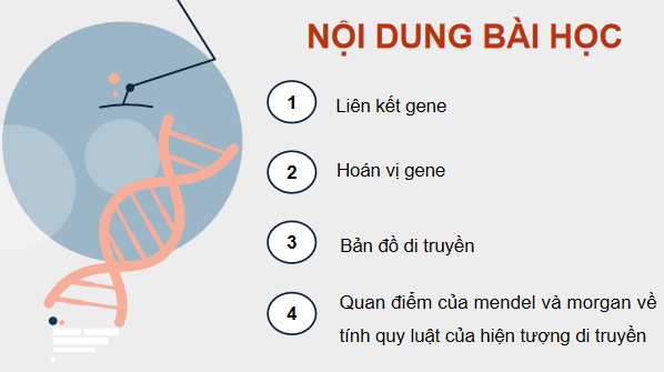 Giáo án điện tử Sinh 12 Kết nối tri thức Bài 11: Liên kết gene và hoán vị gene | PPT Sinh học 12