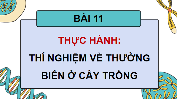 Giáo án điện tử Sinh 12 Chân trời sáng tạo Bài 11: Thực hành: Thí nghiệm về thường biển ở cây trồng | PPT Sinh học 12