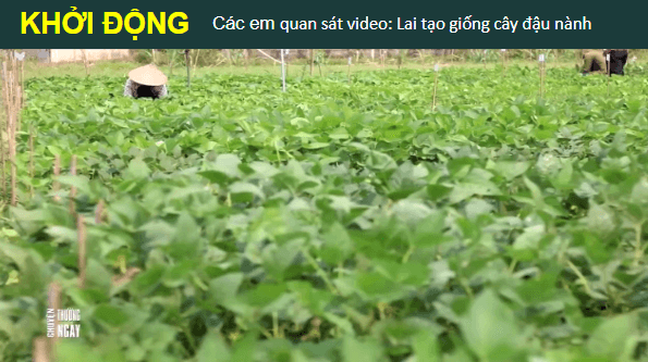 Giáo án điện tử Sinh 12 Cánh diều Bài 12: Thành tựu chọn, tạo giống bằng lai hữu tính | PPT Sinh học 12