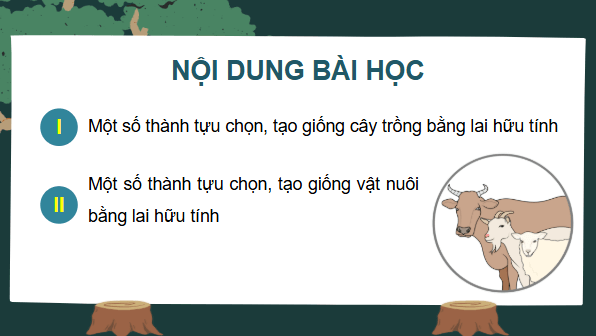 Giáo án điện tử Sinh 12 Cánh diều Bài 12: Thành tựu chọn, tạo giống bằng lai hữu tính | PPT Sinh học 12